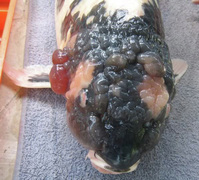 koi fish with cancer